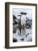 Gentoo Penguins, Antarctica-Paul Souders-Framed Photographic Print