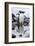 Gentoo Penguins, Antarctica-Paul Souders-Framed Photographic Print