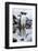 Gentoo Penguins, Antarctica-Paul Souders-Framed Photographic Print