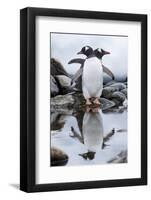 Gentoo Penguins, Antarctica-Paul Souders-Framed Photographic Print