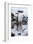 Gentoo Penguins, Antarctica-Paul Souders-Framed Photographic Print