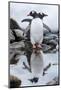 Gentoo Penguins, Antarctica-Paul Souders-Mounted Photographic Print