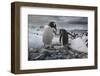 Gentoo penguins, Antarctica-Art Wolfe-Framed Photographic Print