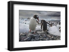 Gentoo penguins, Antarctica-Art Wolfe-Framed Photographic Print