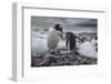 Gentoo penguins, Antarctica-Art Wolfe-Framed Photographic Print