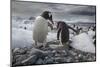 Gentoo penguins, Antarctica-Art Wolfe-Mounted Photographic Print