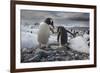 Gentoo penguins, Antarctica-Art Wolfe-Framed Photographic Print