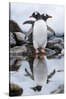 Gentoo Penguins, Antarctica-Paul Souders-Stretched Canvas