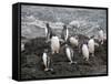 Gentoo Penguins, Hannah Point, Livingstone Island, South Shetland Islands, Polar Regions-Robert Harding-Framed Stretched Canvas