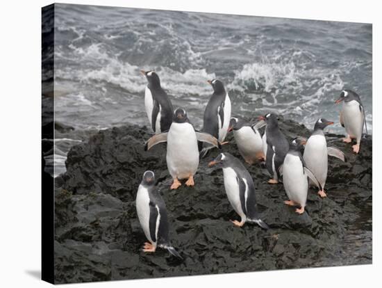 Gentoo Penguins, Hannah Point, Livingstone Island, South Shetland Islands, Polar Regions-Robert Harding-Stretched Canvas