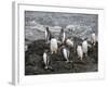 Gentoo Penguins, Hannah Point, Livingstone Island, South Shetland Islands, Polar Regions-Robert Harding-Framed Photographic Print