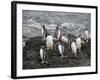 Gentoo Penguins, Hannah Point, Livingstone Island, South Shetland Islands, Polar Regions-Robert Harding-Framed Photographic Print