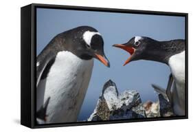 Gentoo Penguins in Rookery, Antarctica-Paul Souders-Framed Stretched Canvas