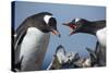Gentoo Penguins in Rookery, Antarctica-Paul Souders-Stretched Canvas