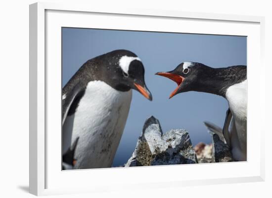 Gentoo Penguins in Rookery, Antarctica-Paul Souders-Framed Photographic Print