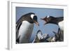 Gentoo Penguins in Rookery, Antarctica-Paul Souders-Framed Photographic Print