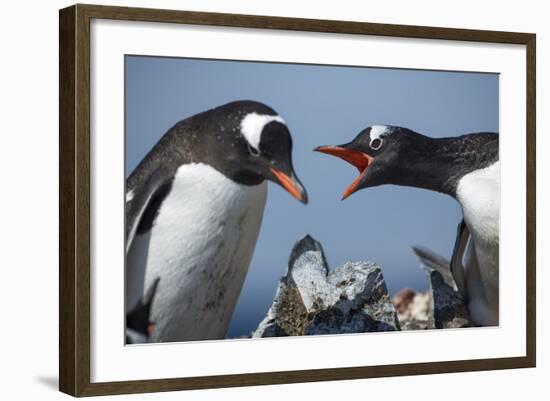 Gentoo Penguins in Rookery, Antarctica-Paul Souders-Framed Photographic Print