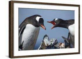 Gentoo Penguins in Rookery, Antarctica-Paul Souders-Framed Photographic Print