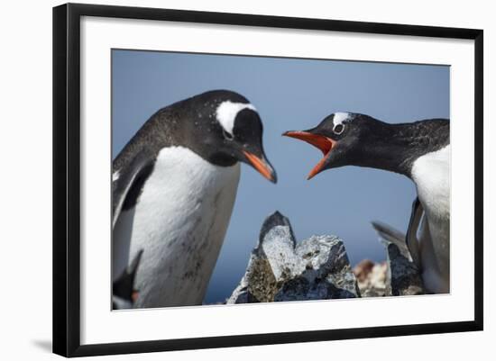 Gentoo Penguins in Rookery, Antarctica-Paul Souders-Framed Photographic Print