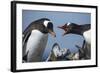 Gentoo Penguins in Rookery, Antarctica-Paul Souders-Framed Photographic Print