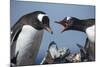 Gentoo Penguins in Rookery, Antarctica-Paul Souders-Mounted Photographic Print