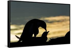 Gentoo Penguins Mating on Wiencke Island, Antarctica-Paul Souders-Framed Stretched Canvas