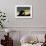 Gentoo Penguins Mating on Wiencke Island, Antarctica-Paul Souders-Framed Photographic Print displayed on a wall