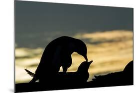 Gentoo Penguins Mating on Wiencke Island, Antarctica-Paul Souders-Mounted Photographic Print