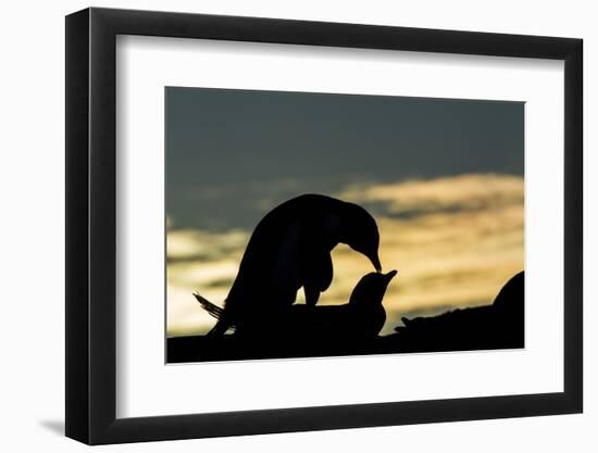 Gentoo Penguins Mating on Wiencke Island, Antarctica-Paul Souders-Framed Photographic Print