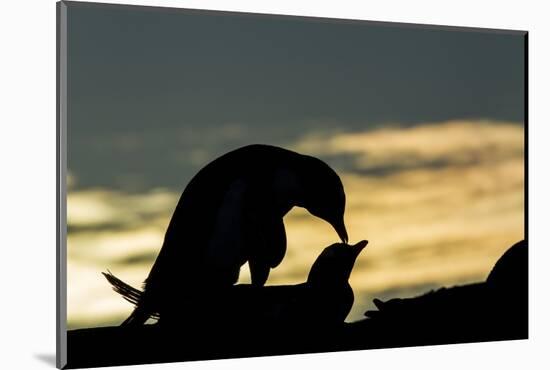 Gentoo Penguins Mating on Wiencke Island, Antarctica-Paul Souders-Mounted Photographic Print