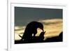 Gentoo Penguins Mating on Wiencke Island, Antarctica-Paul Souders-Framed Photographic Print