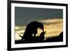 Gentoo Penguins Mating on Wiencke Island, Antarctica-Paul Souders-Framed Photographic Print