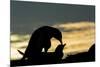 Gentoo Penguins Mating on Wiencke Island, Antarctica-Paul Souders-Mounted Photographic Print