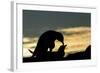 Gentoo Penguins Mating on Wiencke Island, Antarctica-Paul Souders-Framed Photographic Print