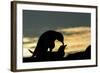 Gentoo Penguins Mating on Wiencke Island, Antarctica-Paul Souders-Framed Photographic Print