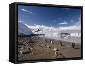 Gentoo Penguins, Neko Harbor, Gerlache Strait, Antarctic Peninsula, Antarctica, Polar Regions-Sergio Pitamitz-Framed Stretched Canvas