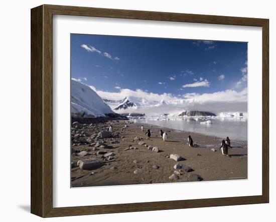 Gentoo Penguins, Neko Harbor, Gerlache Strait, Antarctic Peninsula, Antarctica, Polar Regions-Sergio Pitamitz-Framed Photographic Print