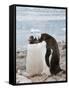 Gentoo Penguins, Neko Harbour, Antarctic Peninsula, Antarctica, Polar Regions-Robert Harding-Framed Stretched Canvas