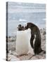 Gentoo Penguins, Neko Harbour, Antarctic Peninsula, Antarctica, Polar Regions-Robert Harding-Stretched Canvas