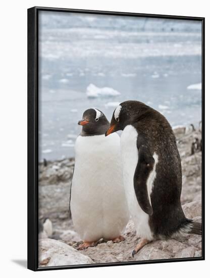 Gentoo Penguins, Neko Harbour, Antarctic Peninsula, Antarctica, Polar Regions-Robert Harding-Framed Photographic Print