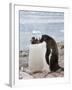 Gentoo Penguins, Neko Harbour, Antarctic Peninsula, Antarctica, Polar Regions-Robert Harding-Framed Photographic Print