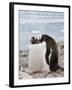 Gentoo Penguins, Neko Harbour, Antarctic Peninsula, Antarctica, Polar Regions-Robert Harding-Framed Photographic Print