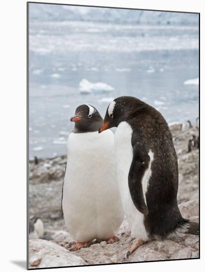 Gentoo Penguins, Neko Harbour, Antarctic Peninsula, Antarctica, Polar Regions-Robert Harding-Mounted Photographic Print