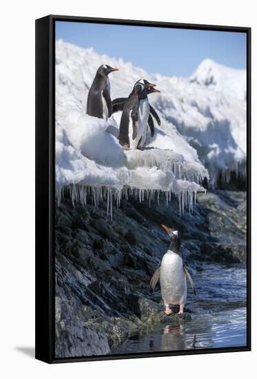 Gentoo Penguins on Cuverville Island, Antarctica-Paul Souders-Framed Stretched Canvas