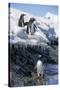 Gentoo Penguins on Cuverville Island, Antarctica-Paul Souders-Stretched Canvas