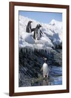 Gentoo Penguins on Cuverville Island, Antarctica-Paul Souders-Framed Premium Photographic Print