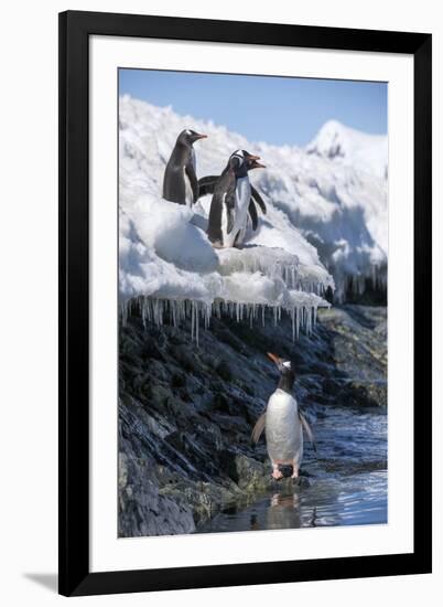 Gentoo Penguins on Cuverville Island, Antarctica-Paul Souders-Framed Premium Photographic Print