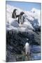 Gentoo Penguins on Cuverville Island, Antarctica-Paul Souders-Mounted Premium Photographic Print