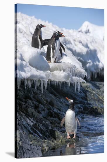 Gentoo Penguins on Cuverville Island, Antarctica-Paul Souders-Stretched Canvas