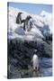 Gentoo Penguins on Cuverville Island, Antarctica-Paul Souders-Stretched Canvas